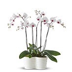 White Orchids