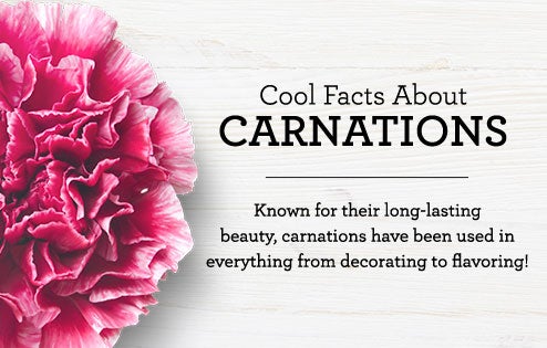 Facts About Carnations Home Design Wall facts about carnations home design wall