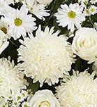 Chrysanthemum