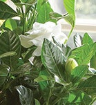 Gardenias