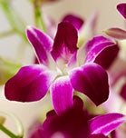 Orchid