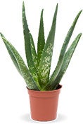 ALOE