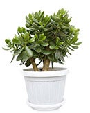 Crassula
