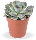 Echeveria