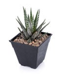 Haworthia