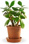Sedum