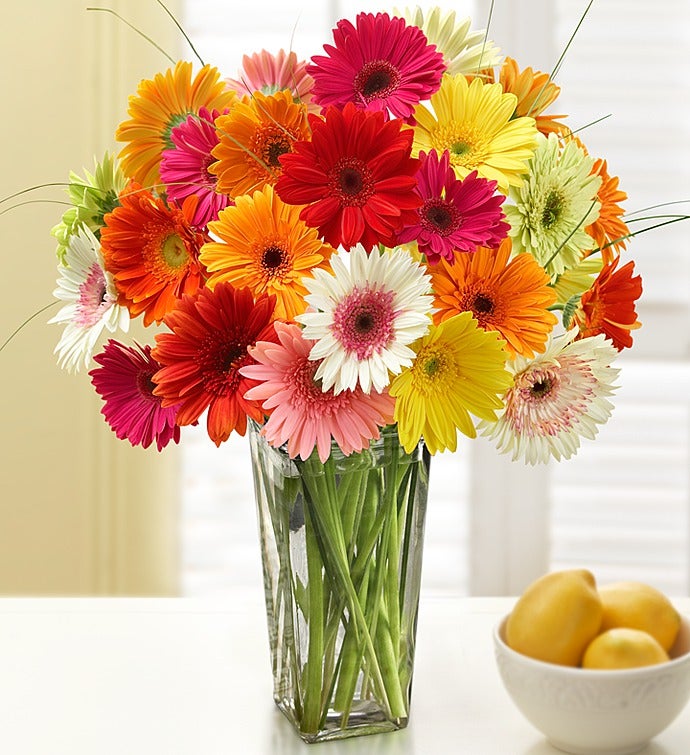 Happy Gerbera Daisies, 12-24 Stems