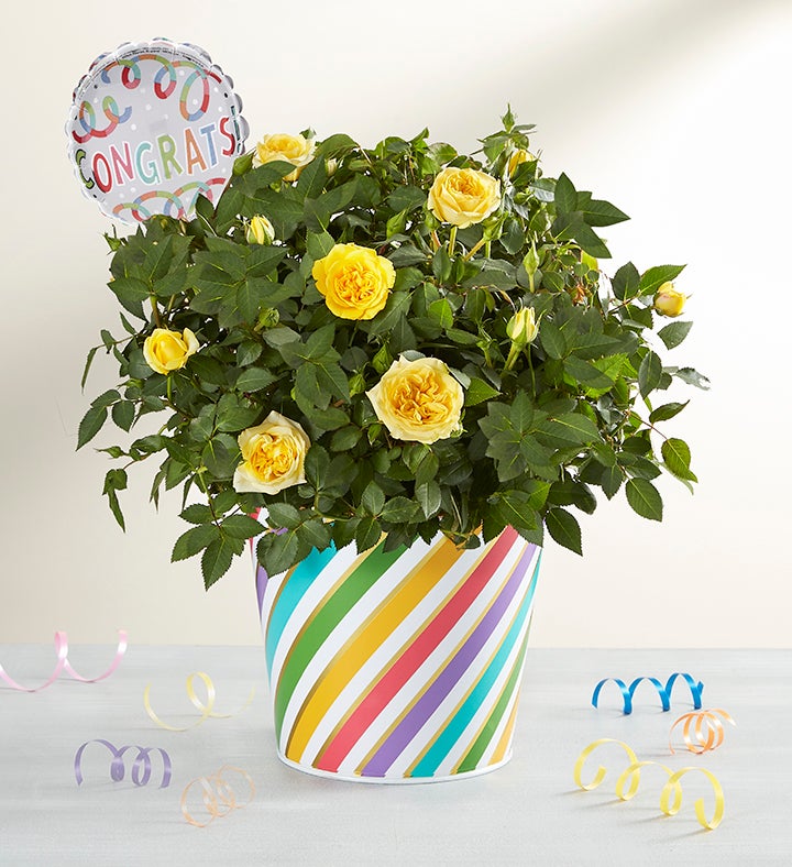 Congratulations Rose Plant