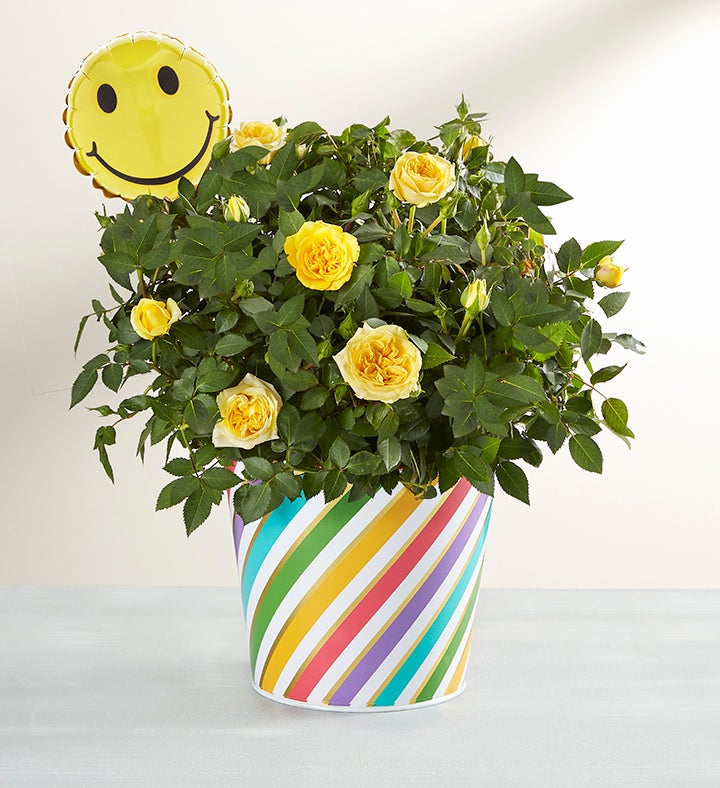 Sending You Smiles Rose Plant