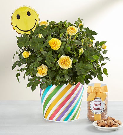 Sending You Smiles Rose Plant