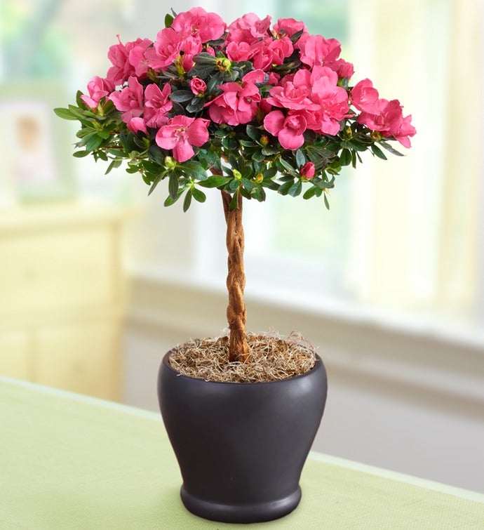 Hot Pink Azalea Topiary | Azalea Topiary | 1800FLOWERS.COM-101196