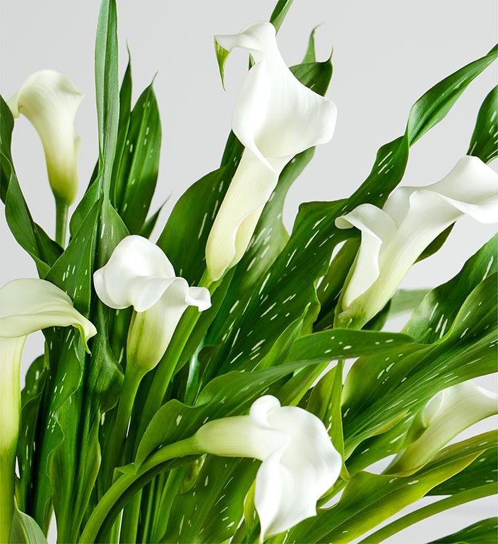 LIS CALLA｜“IN HER GREATEST YEARS” Be My® Destiny - Calla Lily - Zantedeschia hybrid | Proven