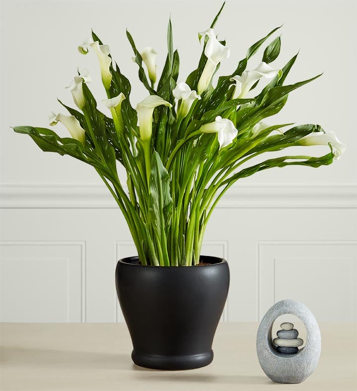 Sophisticated White Calla Lily