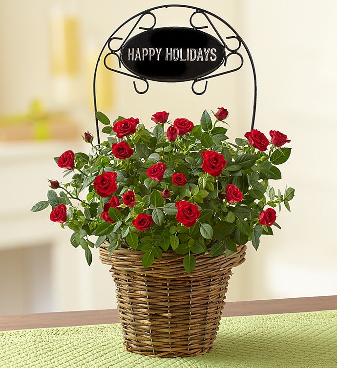 Holiday Red Rose Plant