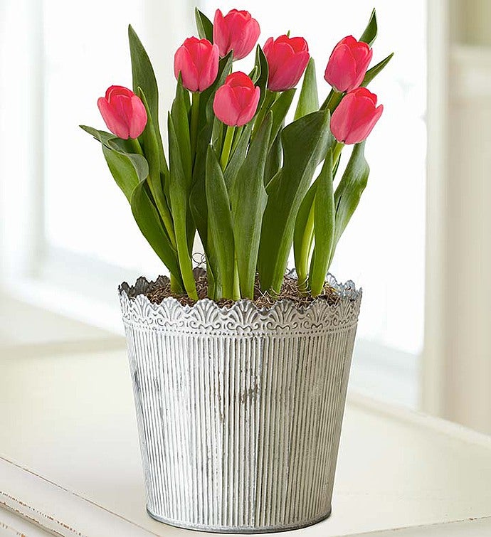 Spring Country Tulips + Free Gloves