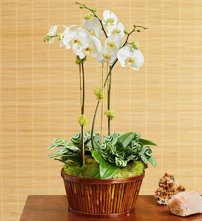 White Orchid Bamboo Garden for Sympathy