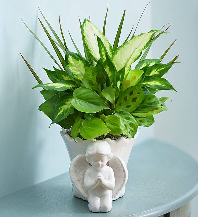 Praying Angel Dish Garden