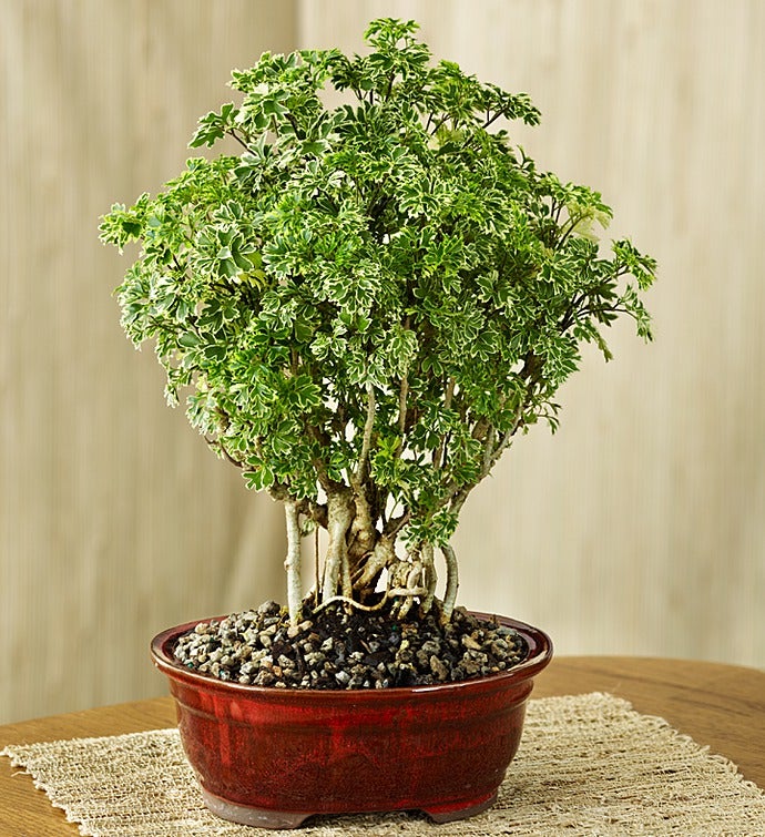 Dwarf Ming Aralia Bonsai 101537