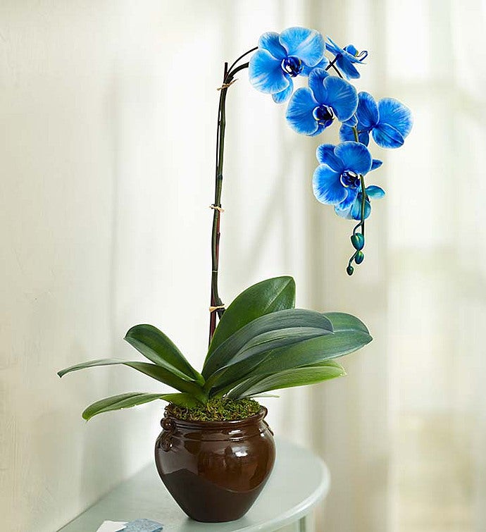 Blue Orchid for Sympathy
