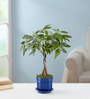 Bonsai Tree Plant Delivery Bonsai Gifts 1800flowers