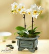 Rustic White Orchid Garden