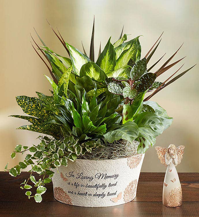 A Life So Beautiful Dish Garden | 1800Flowers.com-101804