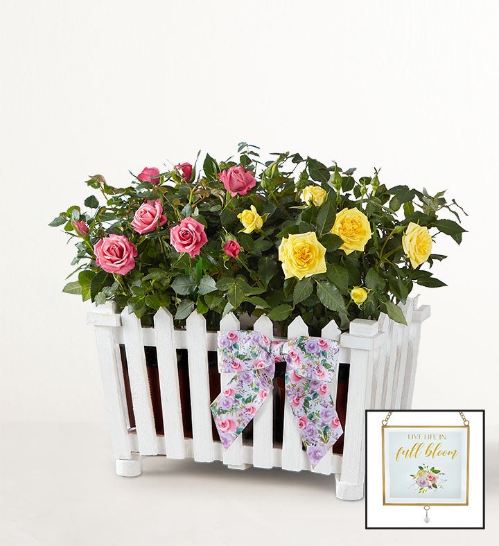 Charming Rose Garden