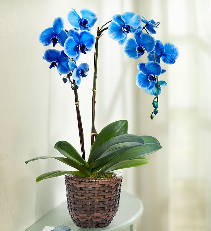 Beautiful Blue Phalenopsis Orchid