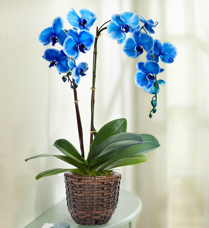Beautiful Blue Phalaenopsis Orchid 101828