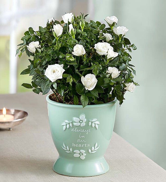 Heartfelt Memory Rose