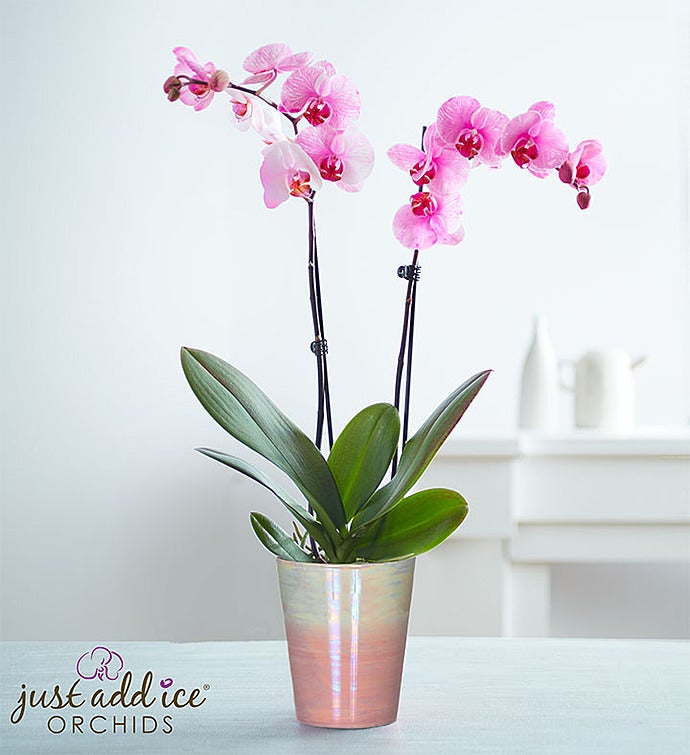 Precious Pink Orchid
