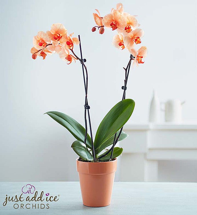 Outstanding Orange Orchid