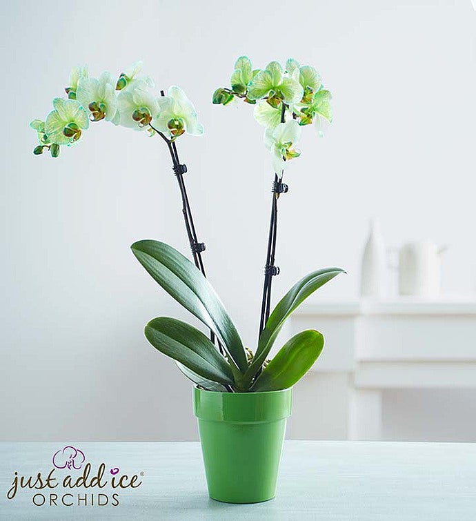 Graceful Green Orchid