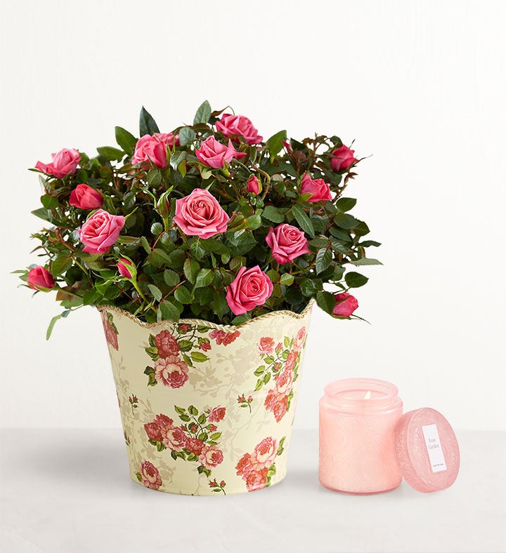 In Loving Memory Classic Rose