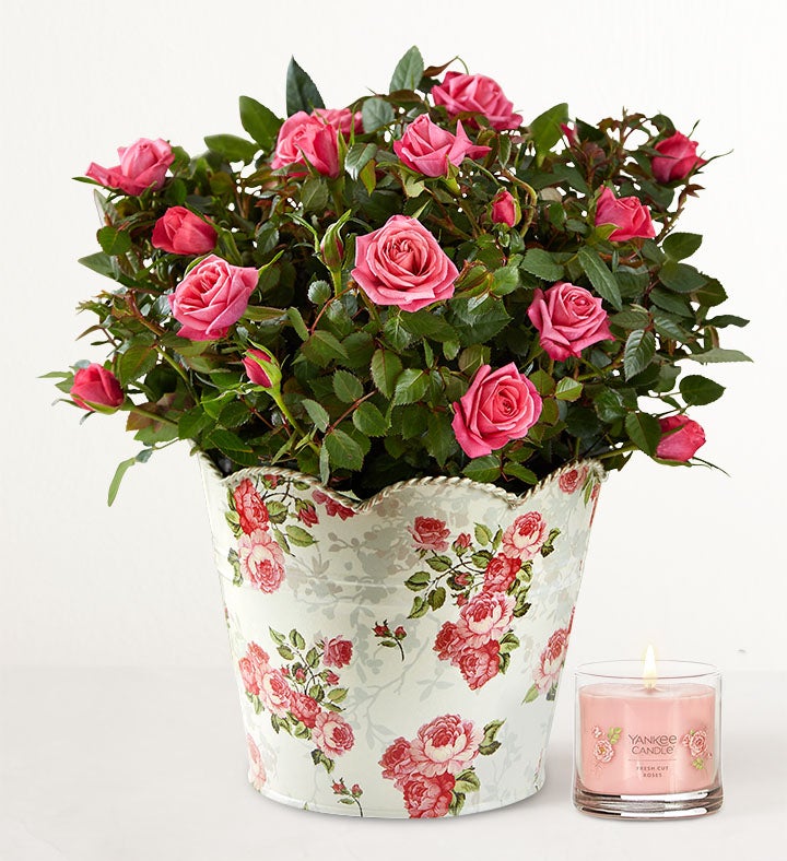 In Loving Memory Classic Rose Plant