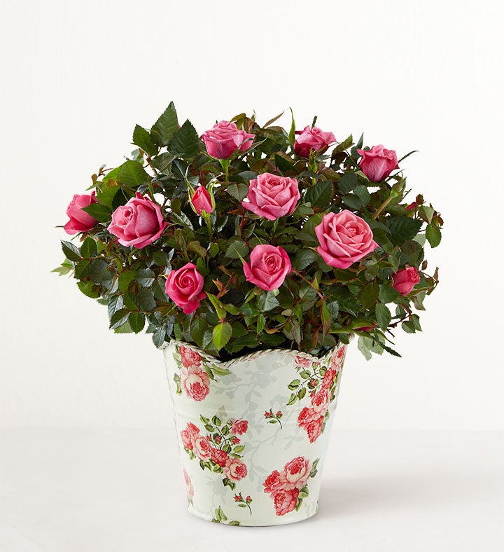 Classic Budding Rose