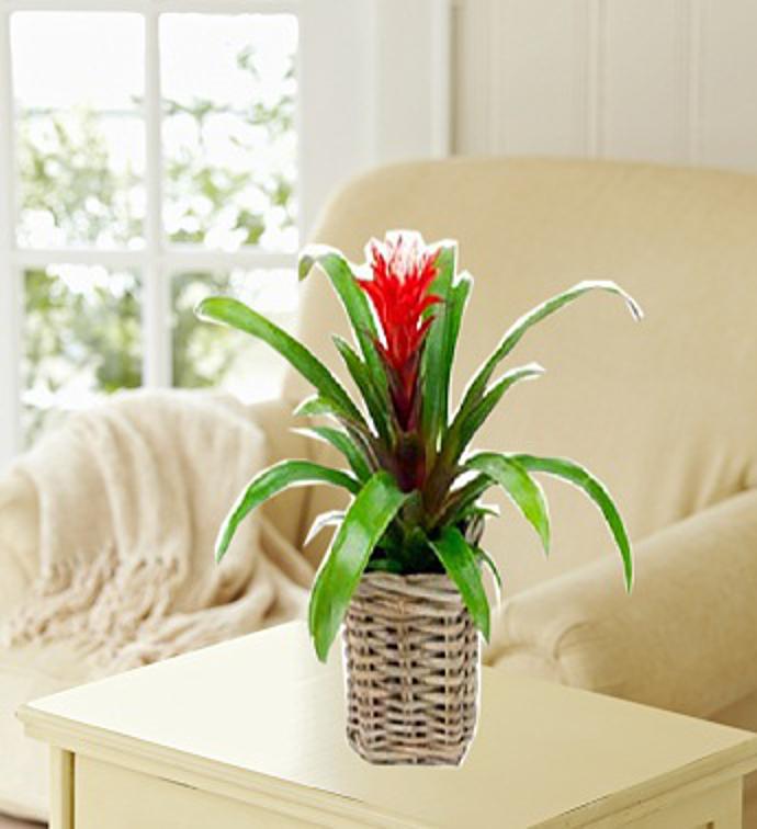 Guzmania
