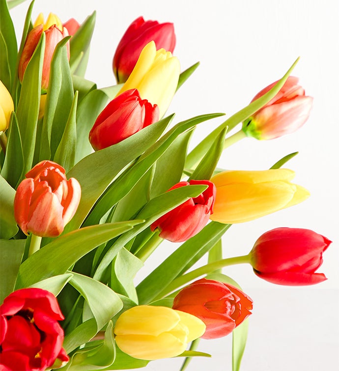 Assorted Fall Tulips
