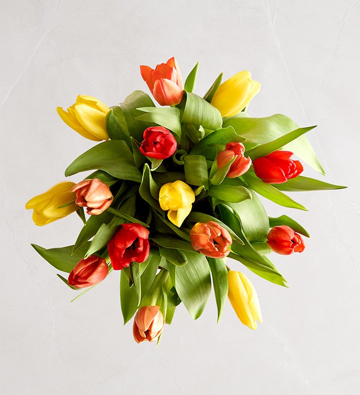 Our Favorite Fall Tulips™