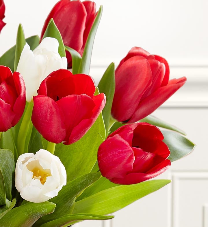 Holiday Tulips