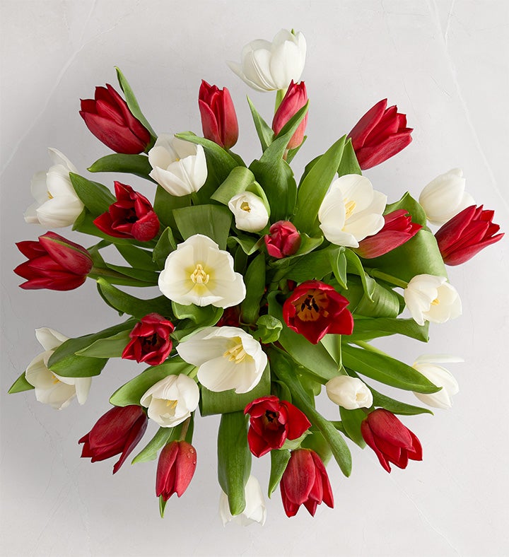 Holiday Tulips