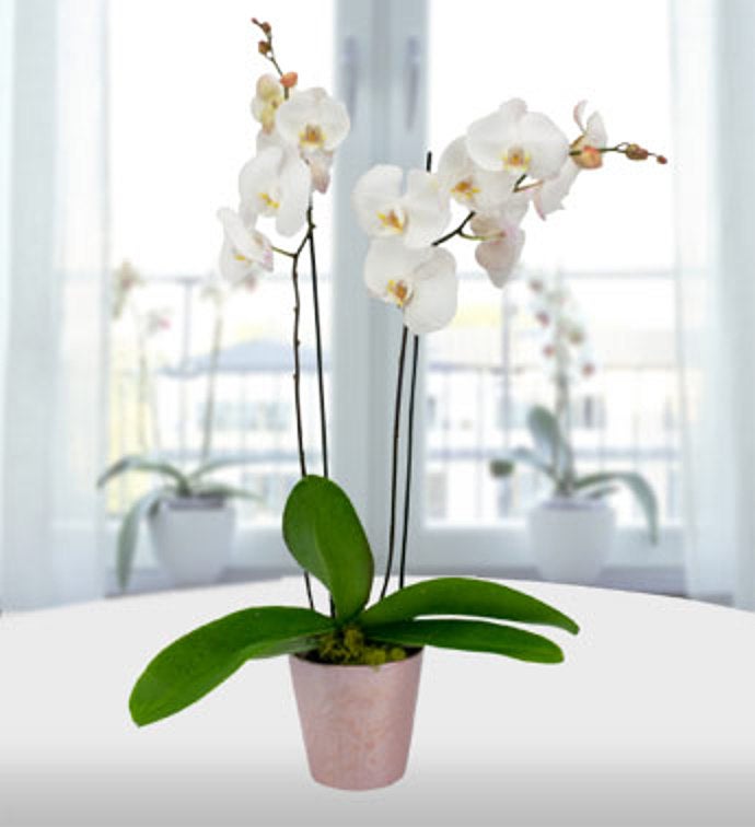 White Orchid