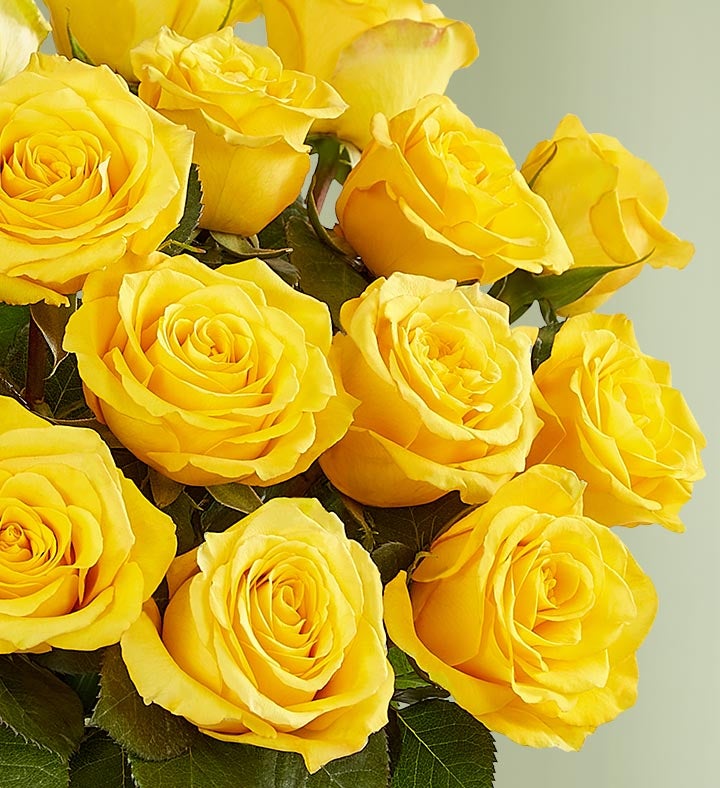 Yellow Roses