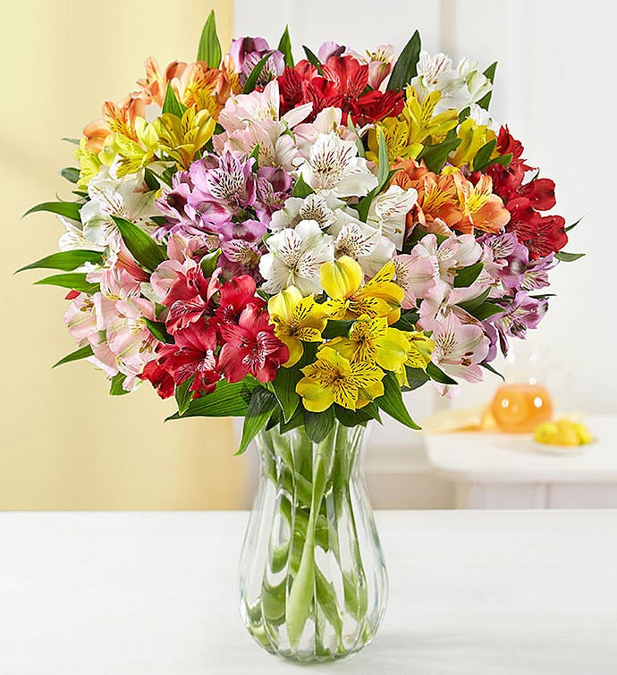 Peruvian Lilies, 50  100 Blooms