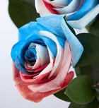 Kaleidoscope Roses, Red, White & Blue