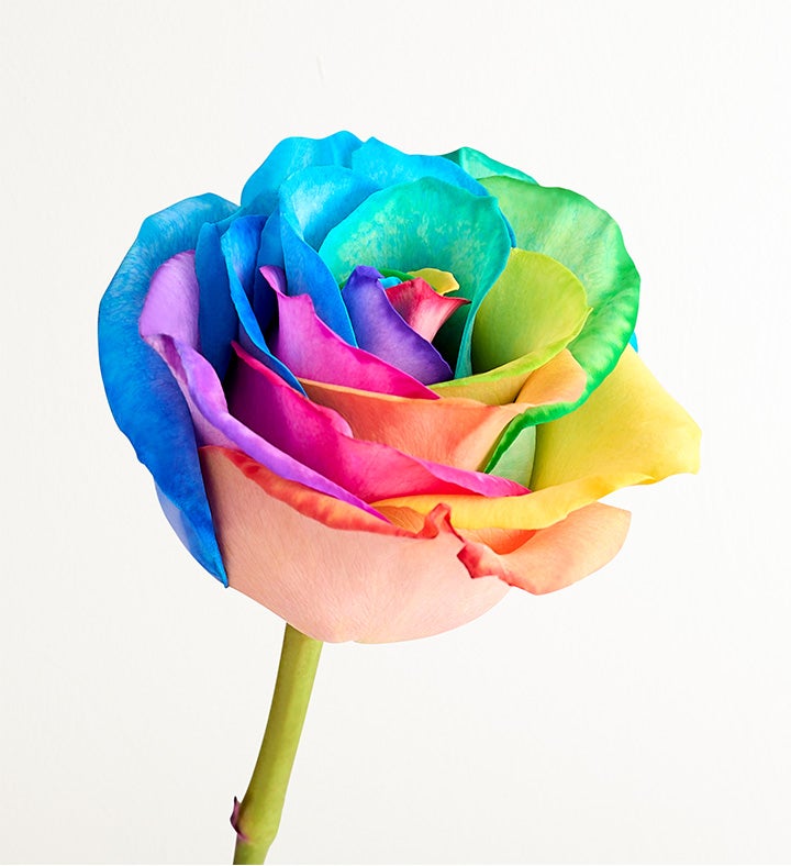 Kaleidoscope Roses