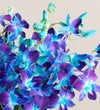 Ocean Breeze Orchids