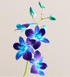 Ocean Breeze Orchids