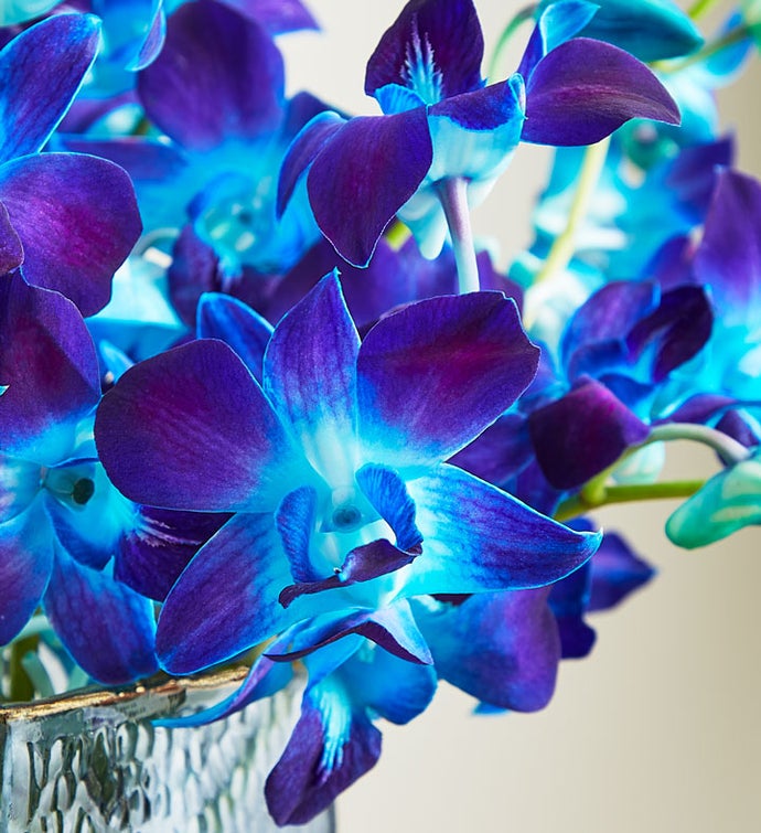 blue and purple orchids