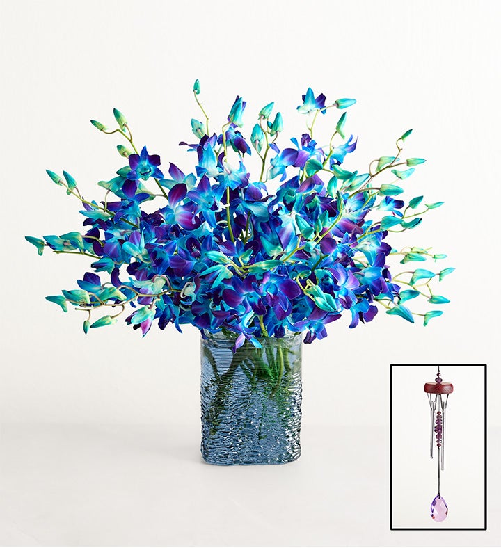 Ocean Breeze Orchids